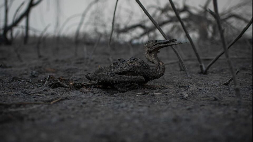Pantanal devastado