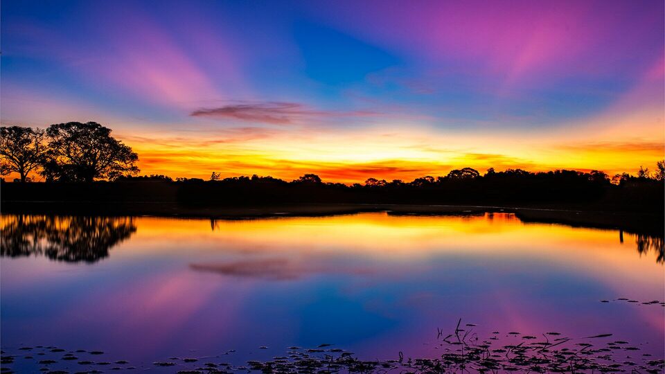 Exposição "Meu quintal"