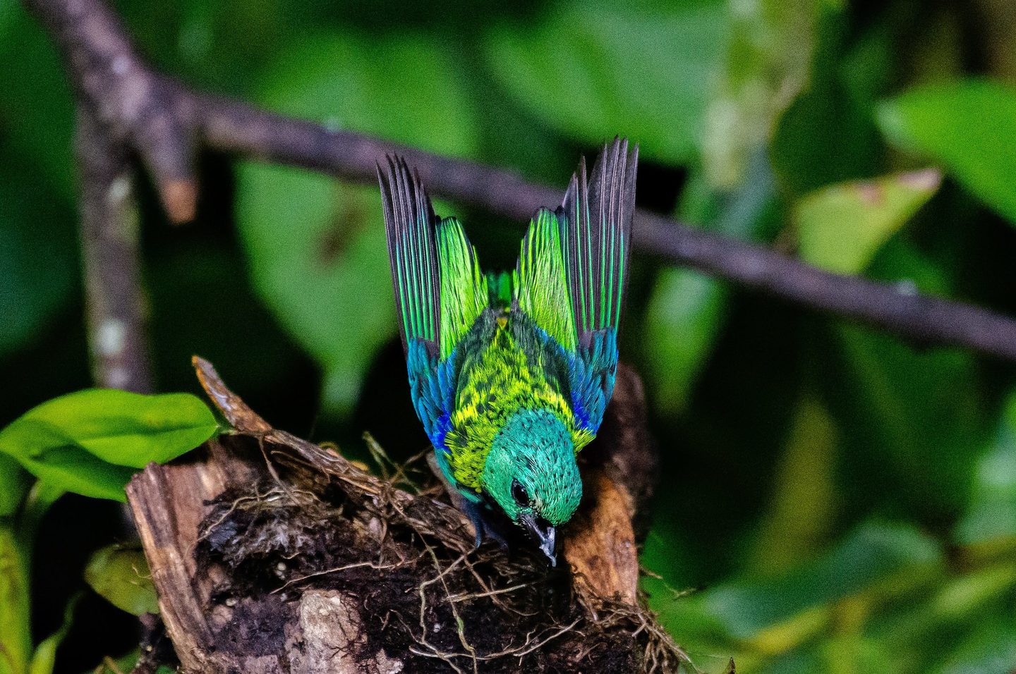 Wildlife - Animals and Landscape